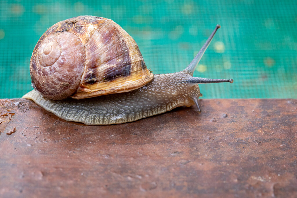 L’escargot