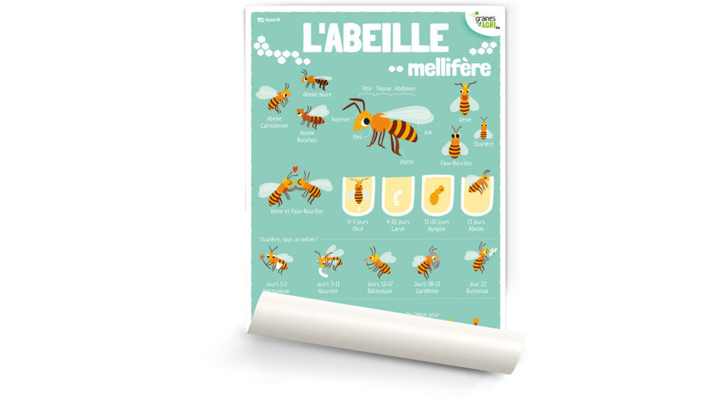 L’abeille mellifère