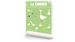 Le canard