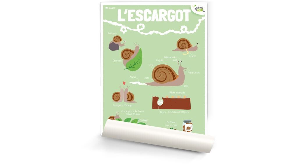 L’escargot
